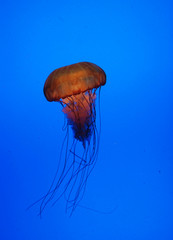 jelly fish