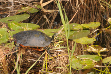 Turtle resting