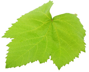 jeune feuille verte vigne fond blanc