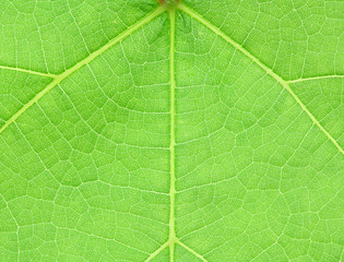 Obraz premium symétrie feuille vigne