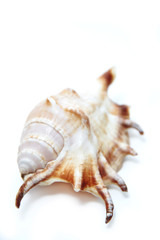 conch