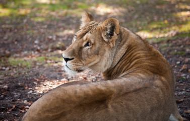 Lionne couchée © JMP de Nieuwburgh