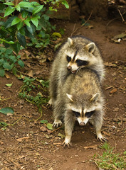 Raccoons mating