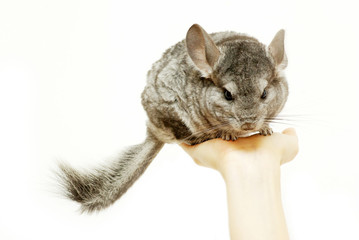 chinchilla