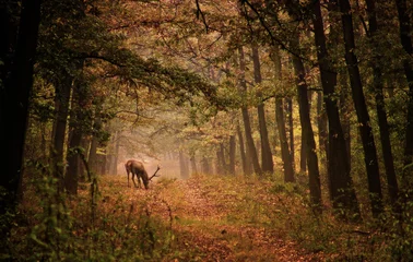 Fototapete Hirsch Rotwild im Wald