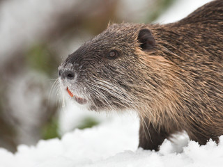 Ragondin dans la neige 2