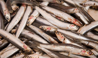 Fototapeta premium Blue fish (anchovies)