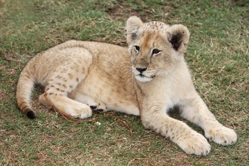 Fototapeta na wymiar Lion Cub