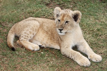 Lion Cub