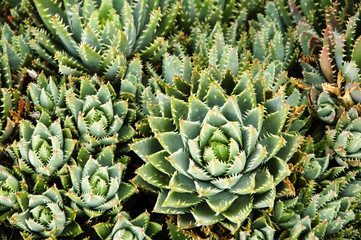 Fototapeta premium background of landscape of cactus whit spikes