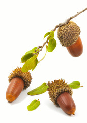 Three acorns
