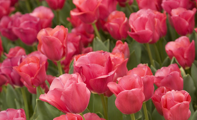 Obraz premium Tulip Don Quichotte