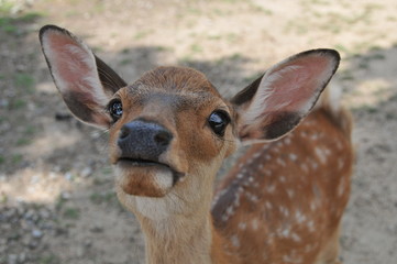 Funny Deer
