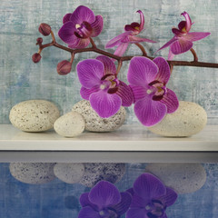 Arrangement mit Steinen, Orchideen und Wasser