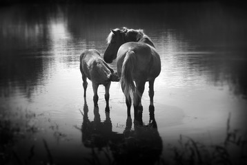 A horse with a foal in the pond.