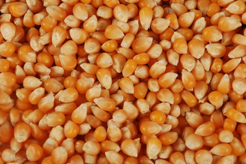 corn grains