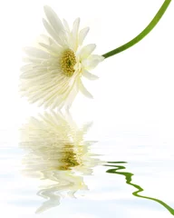 Papier Peint photo Lavable Gerbera fleur blanche gerbera reflets fond blanc
