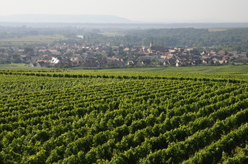 Weinberge bei Sommerach