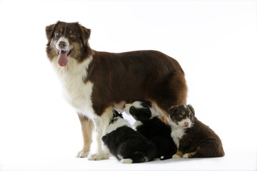 chiots bergers australiens tétant leur mère