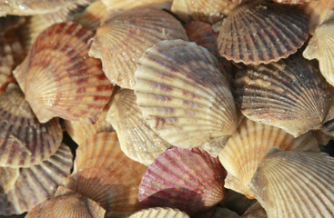 saint-jacques close－up