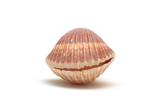 shellfish