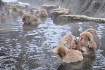 Obraz premium snow monkey nagano Japan