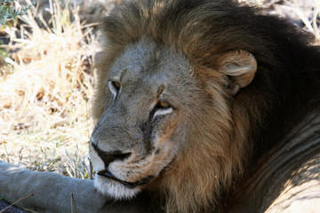 Naklejka premium Male Lion closeup