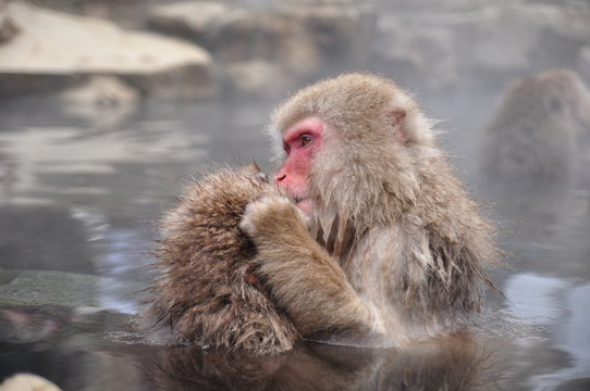 Snow Monkey Nagano Japan