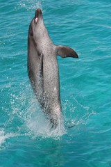 Dolphin Leap