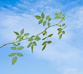 Obraz premium Rose branch on sky background