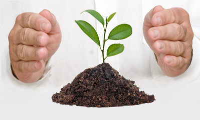 A sprout and hands as a symbol of nature protection