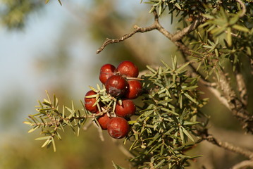 baies de geni&egrave;vre