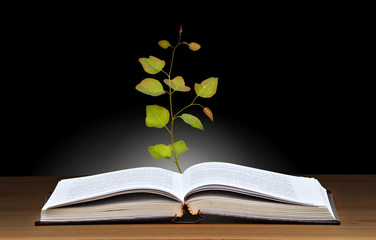 Tree growing from open book