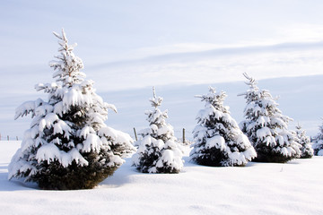 Row of Evergreen Trees in Winter