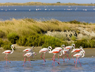 flamingos, Parc Regional de Camargue, Provence, France © Richard Semik