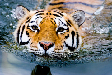 Tiger im Wasser