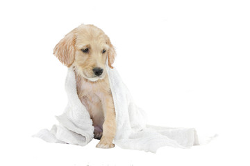 golden retriever puppy and towel © barneyboogles