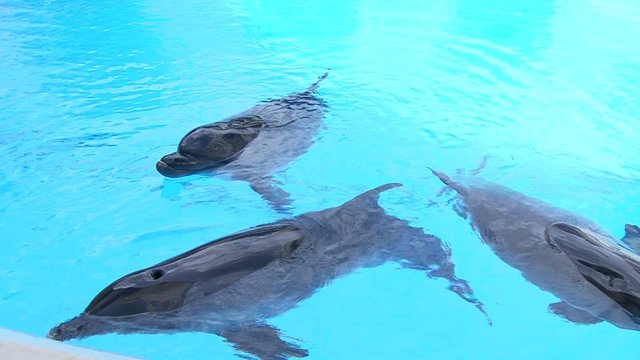 Dolphins in water