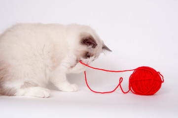 Ragdoll and red ball of yarn