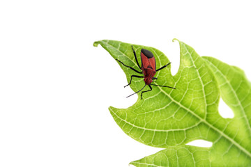 Petit insecte rouge sur feuille de papayer
