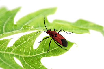 Insecte rouge sur feuille verte