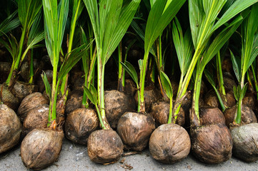Coconut seedlings