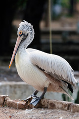 Spot-Billed or Grey Pelican