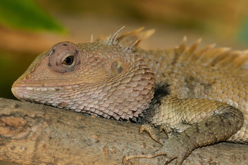 Garden Lizard
