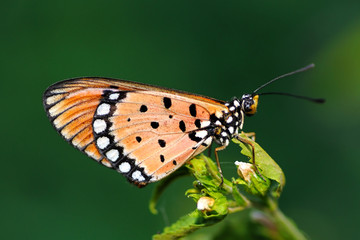 Tawny Coaster