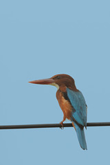 Kingfisher