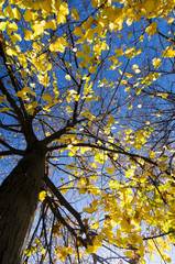 Majestic tree in a sunny autumn day