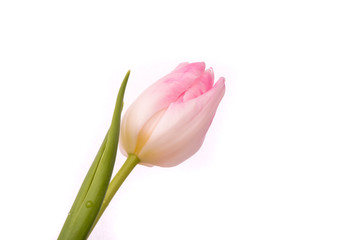 Pink tulip on a white background