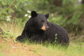 Black Bear resting