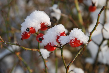 Rote Beeren mit Schnee